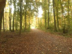 path in Eller Forest in Düsseldorf