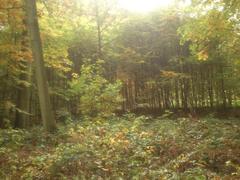 Forest area in Eller Forst, part of the landscape conservation area in Düsseldorf