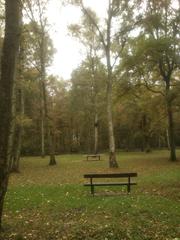 Meadow in Eller Forest nature reserve in Düsseldorf