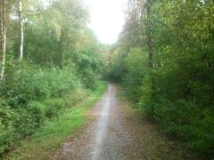 path in Eller Forest in Düsseldorf