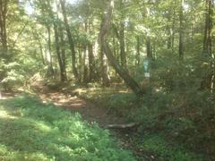 Scenic view of Eller Forst nature reserve from Kikweg