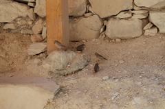 Small birds perched on reeds in Valle dei Re