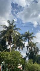 Coconut trees of Chennai in India