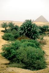 Mini-oasis next to the Red Pyramid in Dahshur, Giza, Egypt