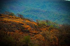 Beauty of nature at Kanheri Caves