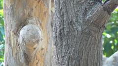 close-up of a knot in a tree trunk