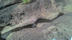 sparkling creek near Kanheri caves