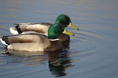 Two male Mallards swimming