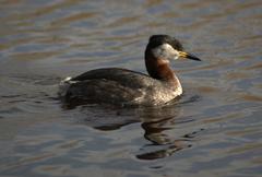 Red-necked Grebe on a pond in Kalvebod Fælled, Copenhagen