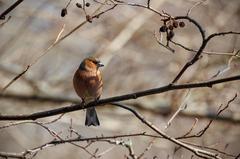 Common Chaffinch perched on a branch