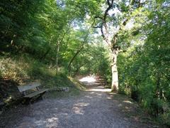 Saint Francis woodlands in Assisi