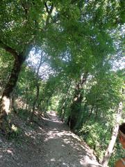 Saint Francis woodlands in Assisi