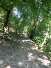 Saint Francis woodlands in Assisi