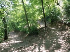 Saint Francis woodlands with lush greenery