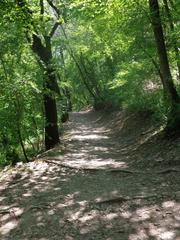 Saint Francis woodlands, Assisi