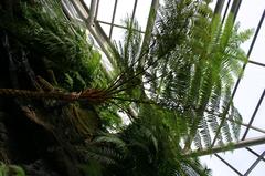 Cyathea cooperi Australian tree fern at Brooklyn Botanical Gardens