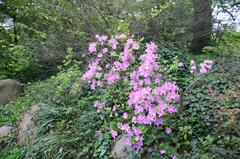 Azalea flowers at Brooklyn Botanical Gardens