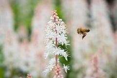 bee in flight near yellow flower