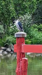 Black-Crowned Night Heron at Brooklyn Botanic Garden