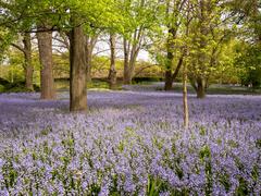 Bluebells in the Brooklyn Botanic Garden