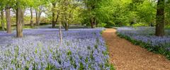 Bluebells in Brooklyn Botanic Garden