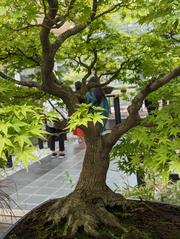 Bonsai maple tree