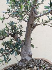 bonsai olive tree at Brooklyn Botanic Garden