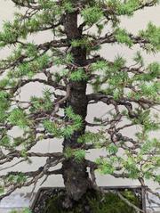 Bonsai Pine at Brooklyn Botanic Garden