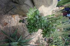 Aeonium balsamiferum at Brooklyn Botanical Gardens