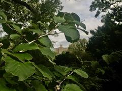 view through trees at Brooklyn Botanic Garden Rock Garden toward Ebbets Field Apartments