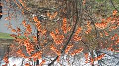 variety of plants in Brooklyn Botanic Garden