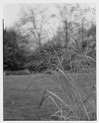 Brooklyn Botanical Garden historic landscape