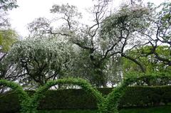 Cherry Blossom Festival at Brooklyn Botanical Garden