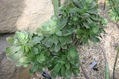 Aeonium Balsamiferum succulent