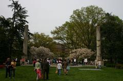 Cherry Blossom trees in full bloom at Brooklyn Botanical Gardens