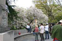 Cherry Blossom Festival at Brooklyn Botanical Gardens