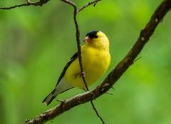 American goldfinch eating an insect in the Brooklyn Botanic Garden