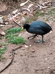 Plumbeous Rail drinking water in Cusco valley wetland