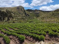 Potato farming in Tambomachay rural community 2023