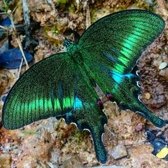 Beautiful butterfly with vibrant colors in Pakistan