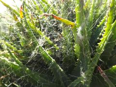 An aloe at the Shrine of Remembrance in Melbourne