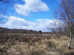 Sutton Park heathland