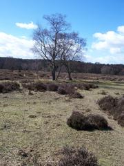 view of Sutton Park heathland