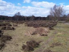 Sutton Park heathland landscape