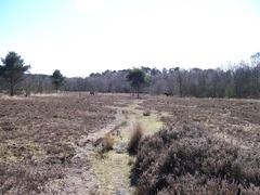 three wild Exmoor Ponies in Sutton Park heathland