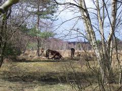 heathland with wild Exmoor Ponies in Sutton Park