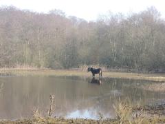 Little Bracebridge, Sutton Park scenic view