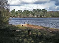 Blackroot Pool scenic view