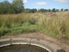 View of Rowtons Hill from Rowtons Well in Sutton Park