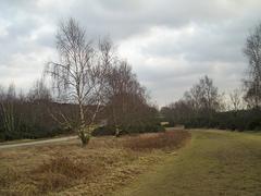 Bridleway through the park